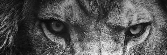 LaNaLeGa's profile banner image