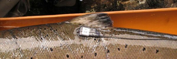 FisheriesRobert Profile Banner