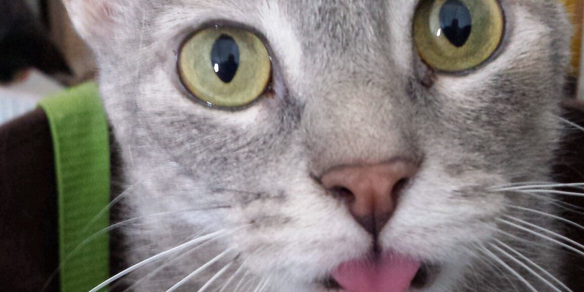 scifikat's profile banner image