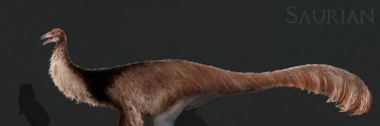 Doopy's banner