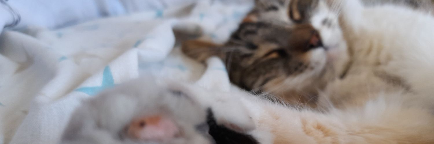 AlyssAndreaD's profile banner image