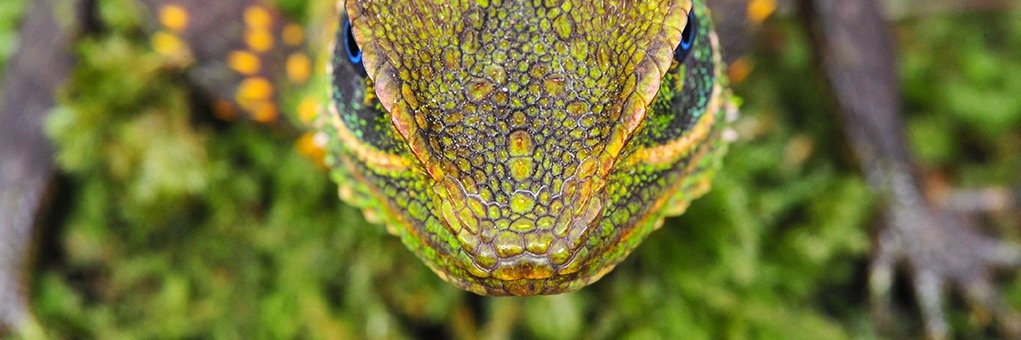 Cameron Siler Lab banner