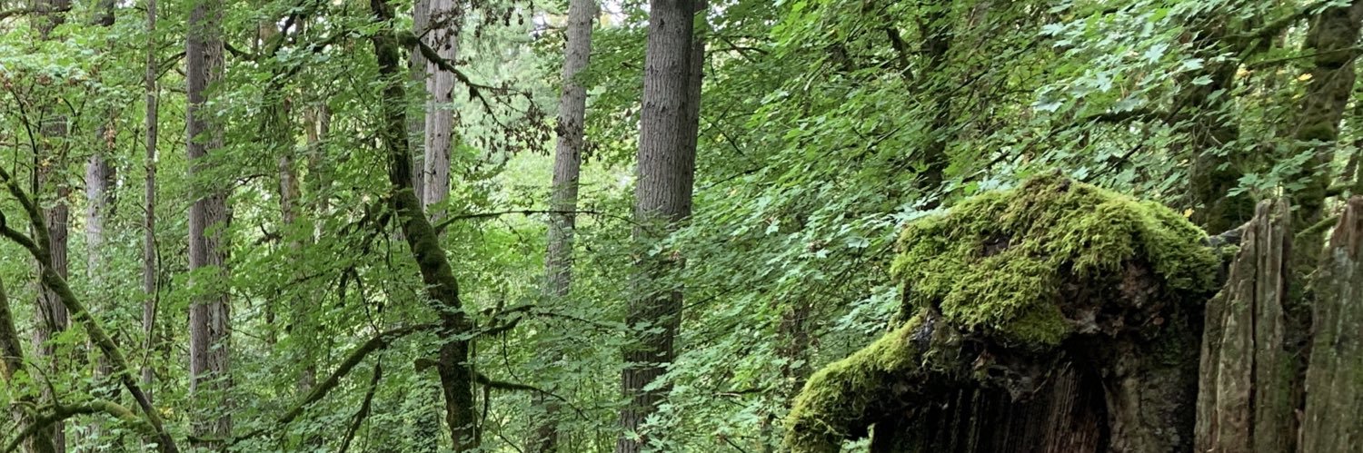 SirrahWilliams's profile banner image