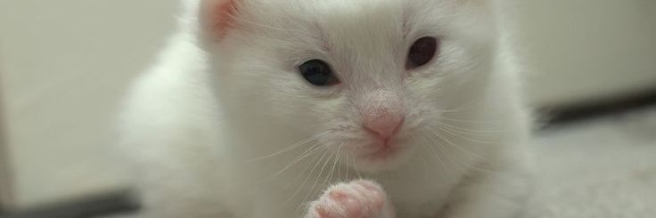 Querido Darwin perdí mi virginidad anoche banner