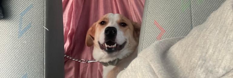 Hatay Sokak Canları banner