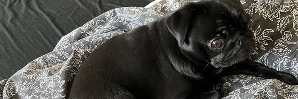 LadyVThePug Profile Banner