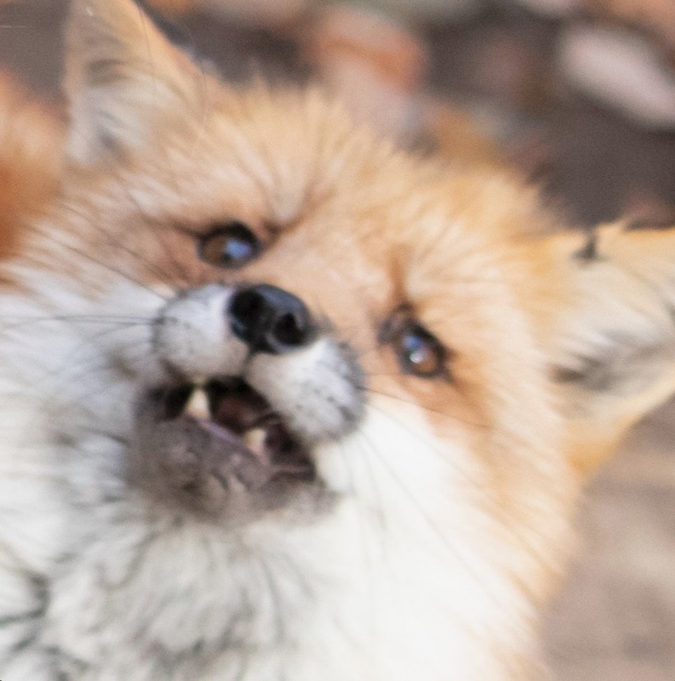 MemberOfBison's profile banner image