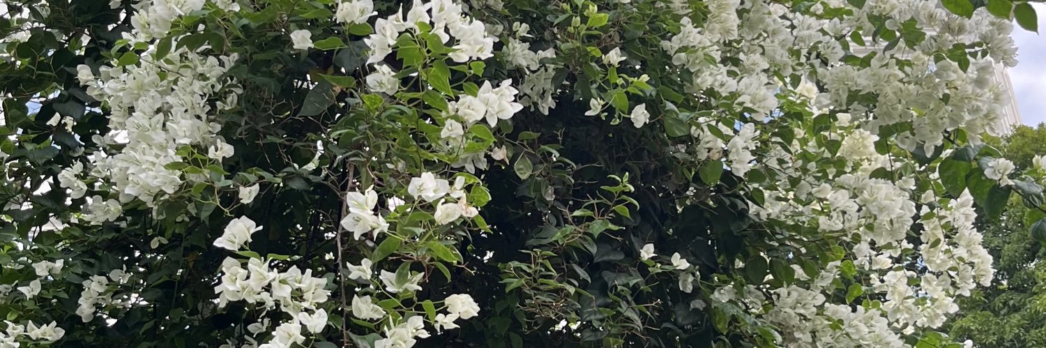 salsadeira's profile banner image