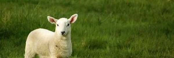 ishtarist Profile Banner