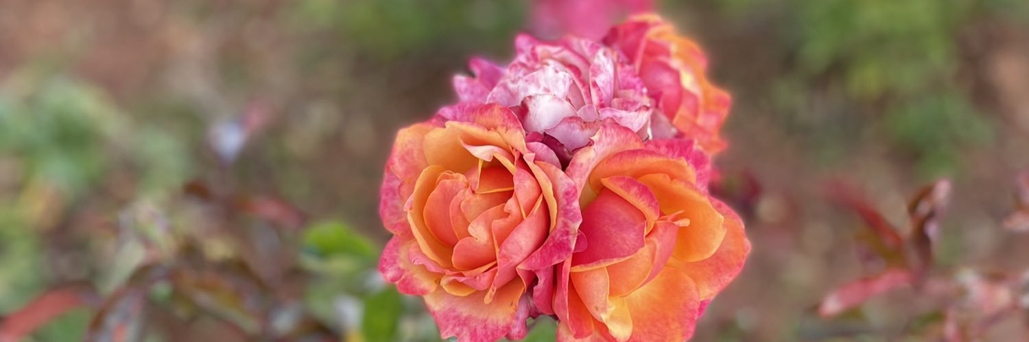NisreenMSadek's profile banner image