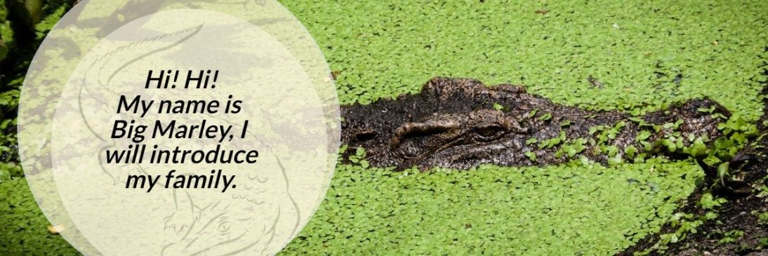 paredinhadobraw's profile banner image