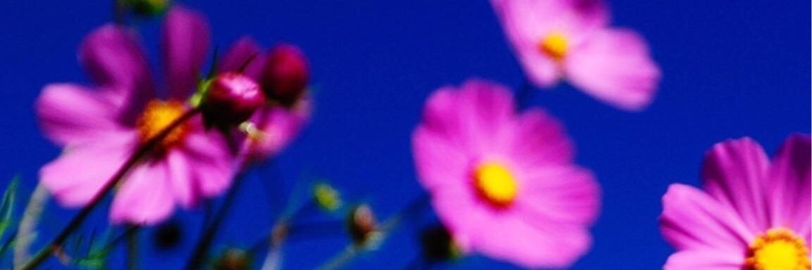 annonymousaaz20's profile banner image