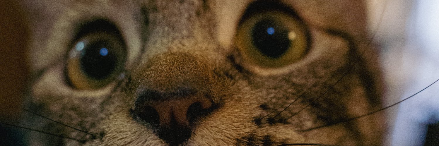 Kitzkiniki's profile banner image
