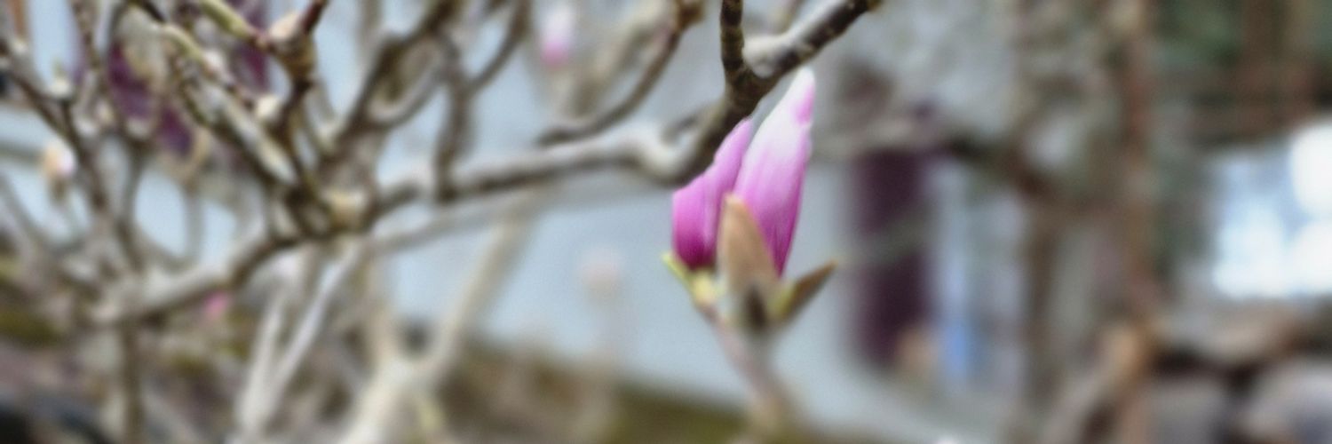 Bernhard von Felix 🕉☯️🇨🇭🇭🇺🇩🇪🇦🇹🇺🇲 banner