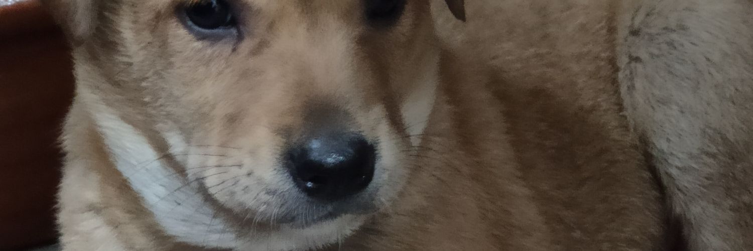 stray dog supreme life banner