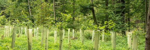 CryptyDo Profile Banner