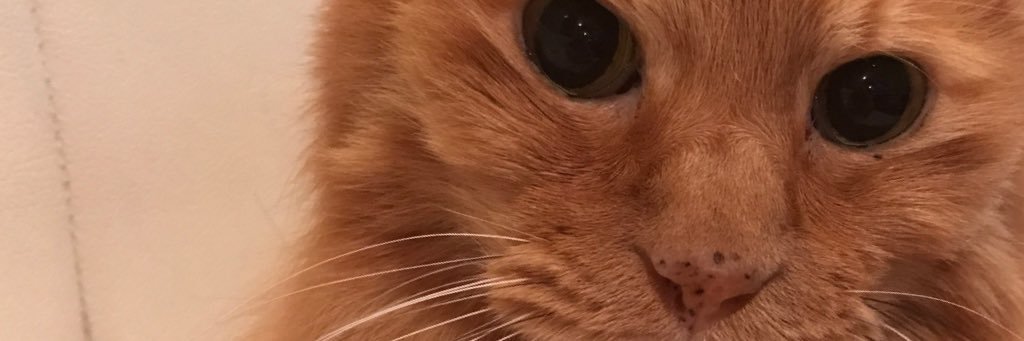 SiN_trash's profile banner image