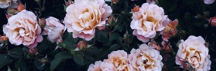 Flor_c28's profile banner image