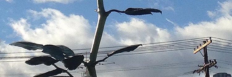 jasmine_gunnell's profile banner image