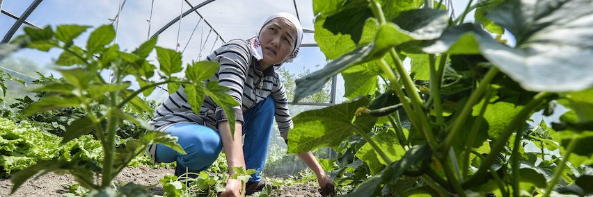 FAO Climate Change & Biodiversity banner