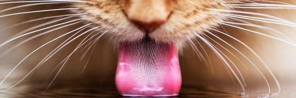 TiagatoCubillos's profile banner image
