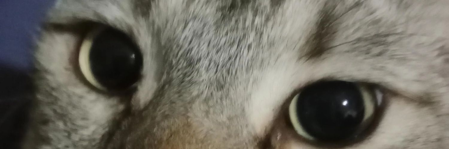 vinny banner