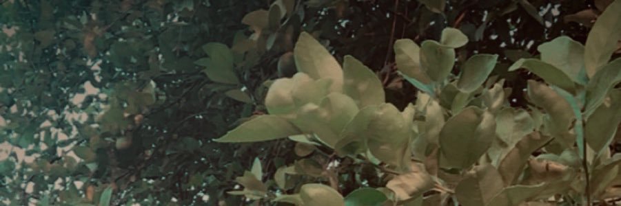 DanniiGomez banner