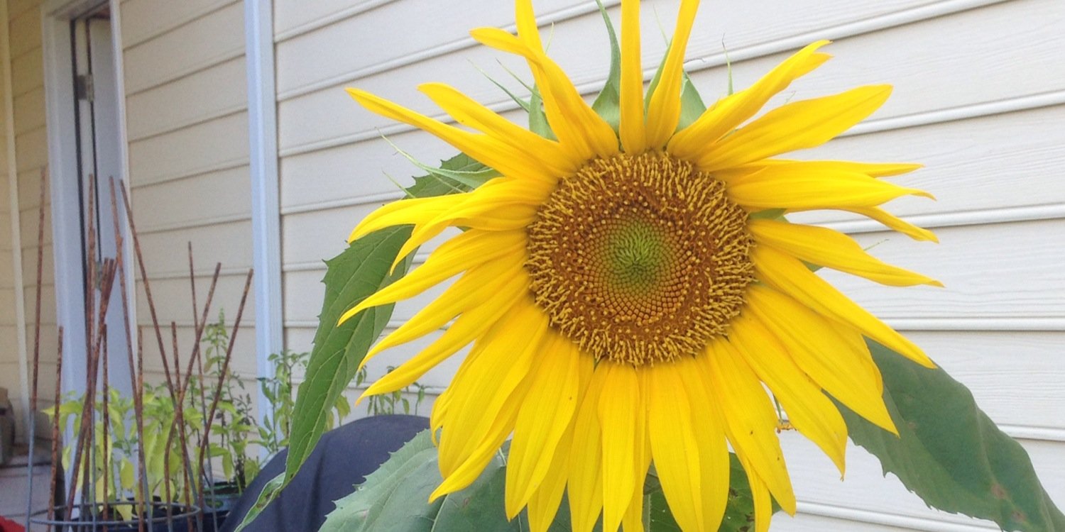 @bokmann@ruby.social banner