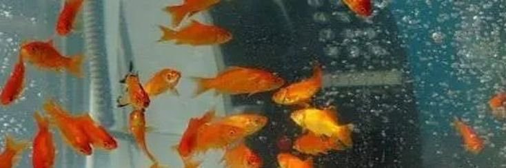 Gessuri Terán banner