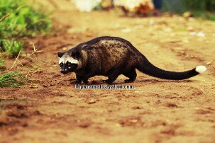 Musang Lover BPP banner