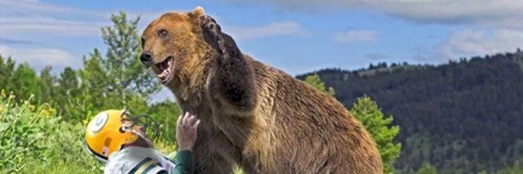 🐻ⒷⒺⒶⓇⓁⒾⒺⓋⒺ🐻 banner