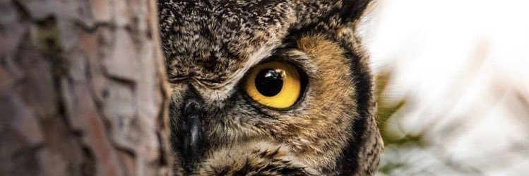 hatpatty's profile banner image