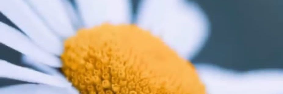 danimdelgado's profile banner image