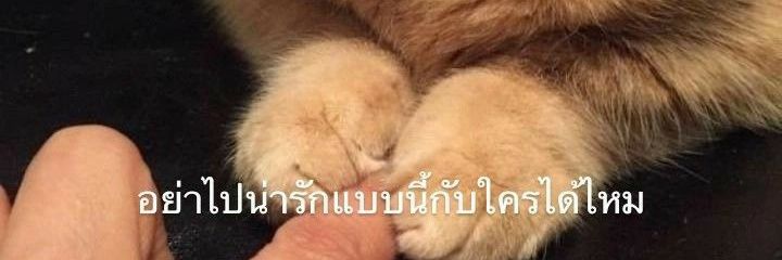 ฟอลกลับหน้าไบโอเลยครับคนสวย banner