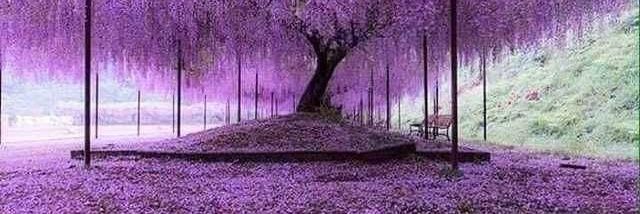 Someday I will lead the parade banner