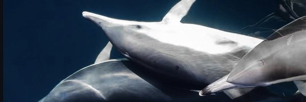 Raynefallls Profile Banner