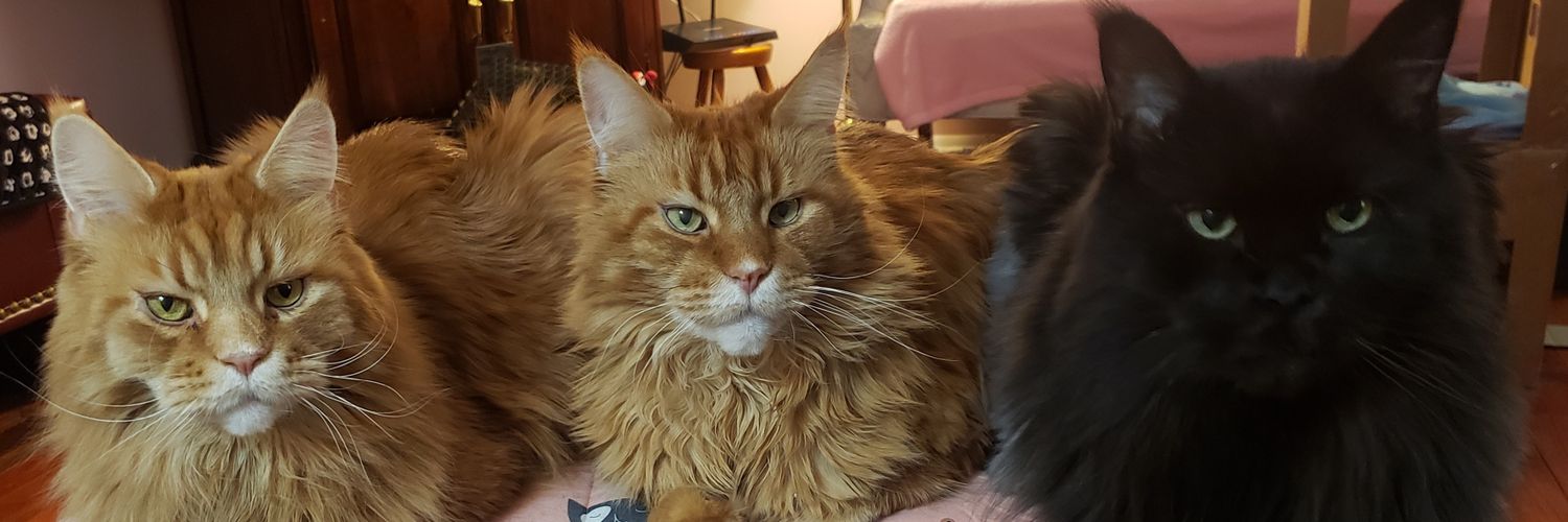 macmouser4's profile banner image
