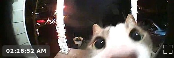 Pawrito Profile Banner