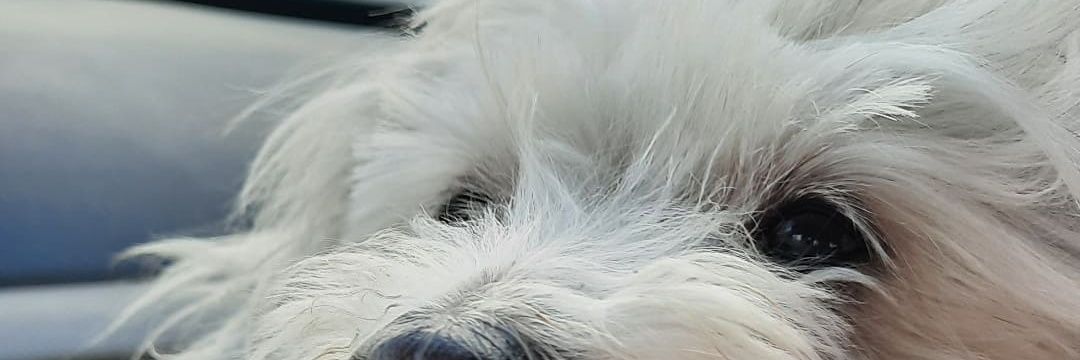 Cande banner