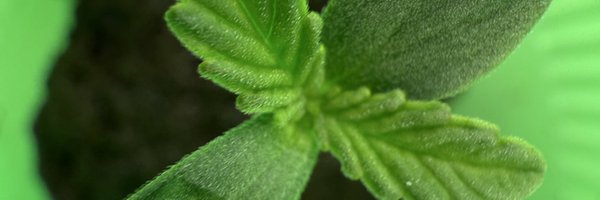 Ericcannavet Profile Banner