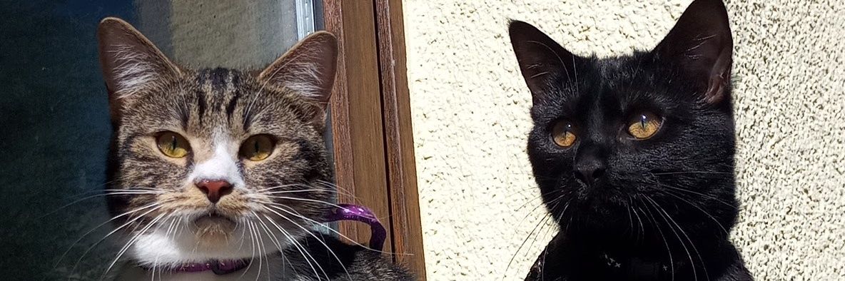 reeedelephants 🏳️‍🌈☕🍀🕊️🐈‍⬛ banner