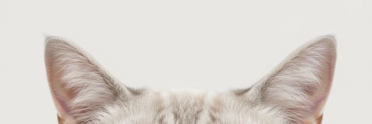 Neddeggs's profile banner image