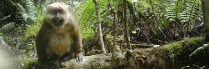 tender macaque banner