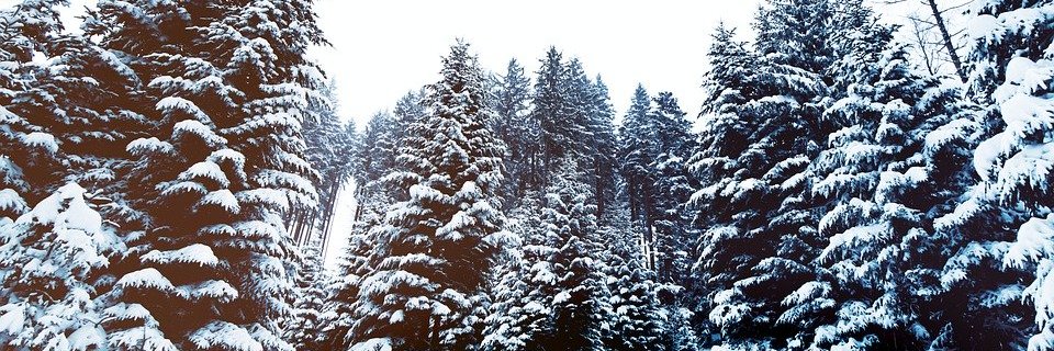 LiddyBelle's profile banner image