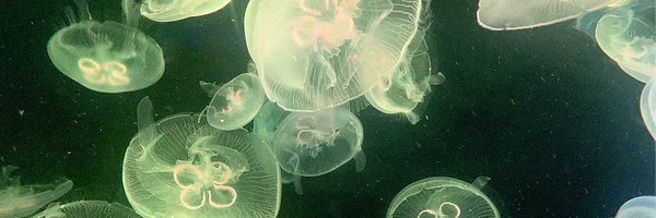 dionysusonfire Profile Banner