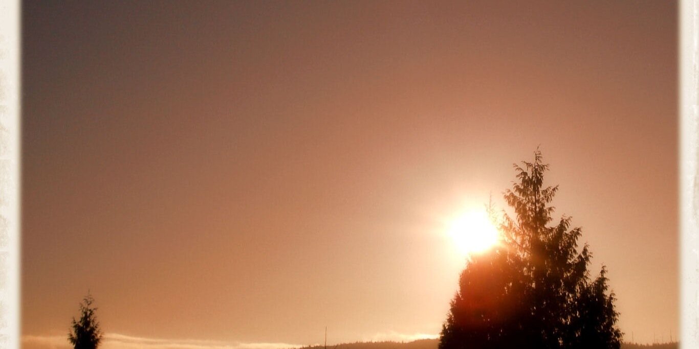 treelife's profile banner image