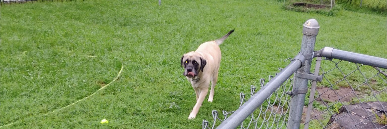 Fried Tidepods banner