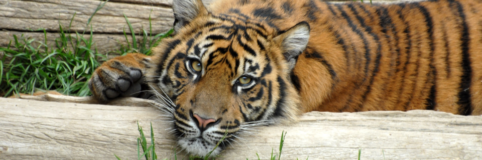 David J Ovens in Jersey! 🇯🇪 🇯🇪 banner