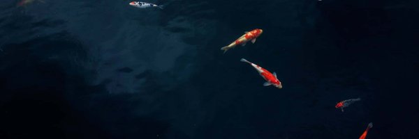 jyo_pari Profile Banner