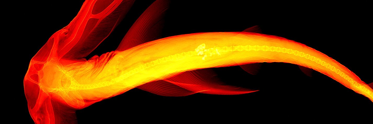Hackspawn's profile banner image